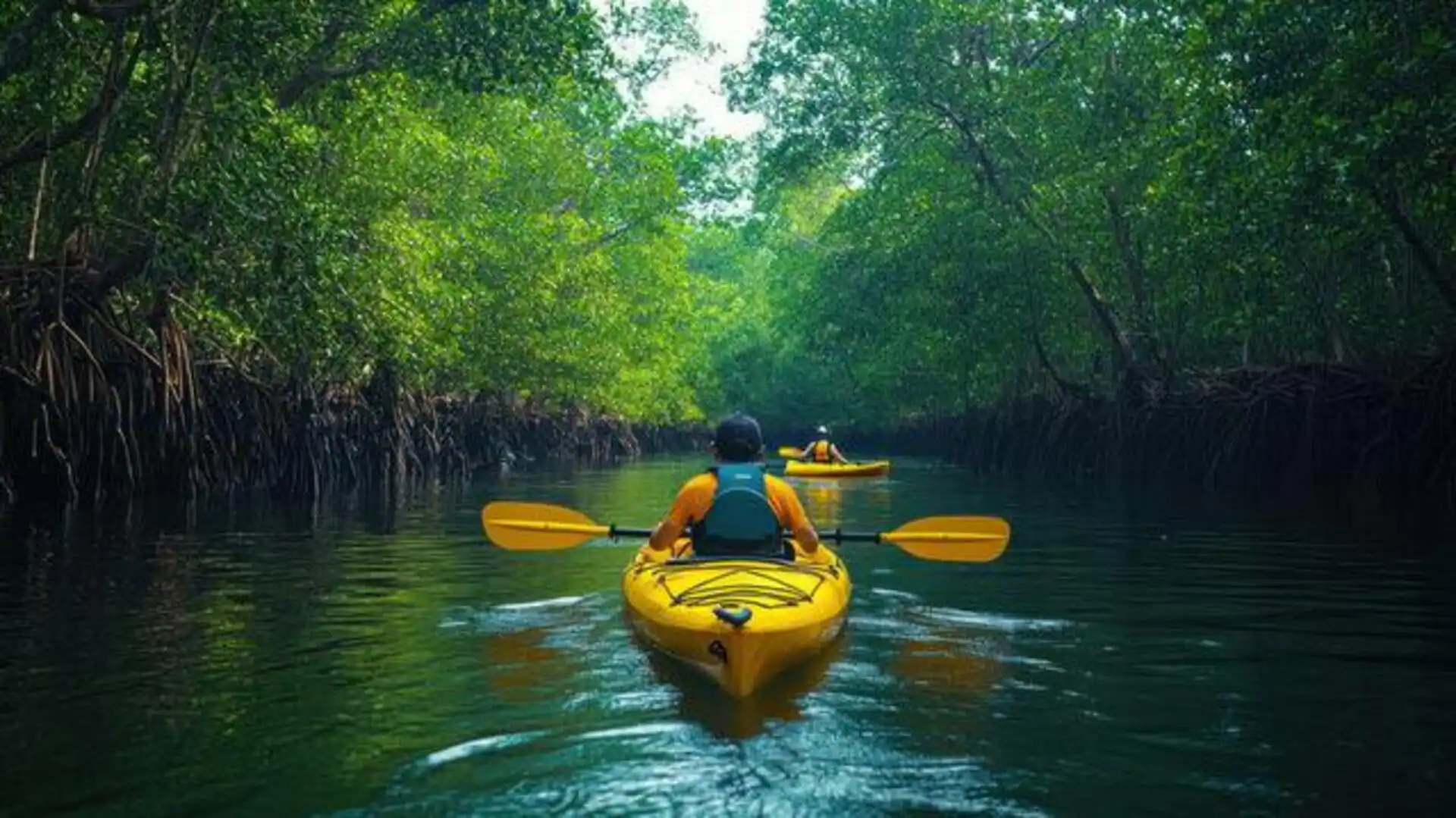 Mangrove Forest Kayaking